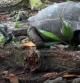 La tortuga gigante muerde mortalmente al polluelo, en uno de los detalles del vídeo difundido  .