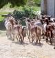 Las cabras de la explotación que han creado en Claret de Cavallers.