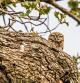 Búho en el tronco de un roble en Santa Cecília de Voltregà.