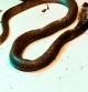 Alquila una serpiente venenosa para que mate a su mujer y quedarse con su dinero
