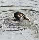 Cormorán pescando a su presa en la desembocadura del Foix en Cubelles.
