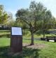 La placa y el olivo en el parque de ___ Viladecans