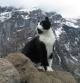 Un turista se pierde por una montaña en Suiza y un gato le salva guiándole hasta su albergue