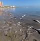 Miles de peces muertos en la orilla de una de las playas del Mar Menor.