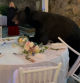 Un oso salvaje interrumpe en una boda ante la atónita mirada de los invitados: “Quería comida”
