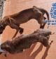 Los perros estaban en muy mal estadoPOLICÍA NACIONAL