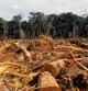 La tala indiscriminada reduce la capacidad de los bosques, por ejemplo en la amazonia, de retener carbono en forma de madera  .