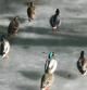 Los patos sobre el hielo en Rupit i Pruit.
