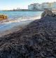 Posidonias en la playa de L'Escala.