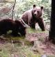 La osa Caremelles con una de sus crías, en 2014 en el Valle de Arán  .