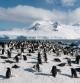Colonia de pingüinos barbijo (Pygoscelis antarcticus) en la Antártida.