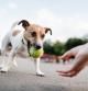 Jack Russel Terrier (purebred dog) wants to play with old tennis ball.