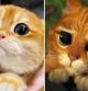 Pisco, el gato viral con un parecido sorprendente al gato con botas de ‘Shrek’
