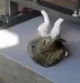 El gato que ha enamorado a las redes imitando los movimientos de su dueño en el gimnasio