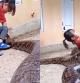 El angustioso vídeo de una niña pequeña jugando con una enorme serpiente pitón