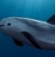 La vaquita marina o cochito (Phocoena sinus) tiene todos los números para convertirse en la próxima especie extinguida. Las campañas de vigilancia y protección aplicadas en los últimos años, por desgracia, parece que solo están alargando la agonía de este pequeño cetáceo odontoceto (con dientes) que durante miles de años ha tenido como único hábitat las aguas del golfo de California, junto a la península de Baja California (México).