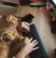 ¿Qué hacer si tu gato no te deja trabajar con el teclado del ordenador?