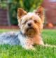 Un ejemplar de Yorkshire Terrier descansa sobre el césped