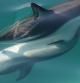 Delfines en acción