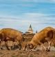 Rebaño junto al santuario de Puig-agut.