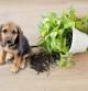 Un perro al lado de una planta de interior