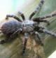 Ejemplar adulto de tarántual de la especie 'Taksinus bambus' .