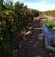 Campo de naranjas en Faura
