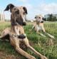 Galgos