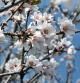 Almendros en flor antes de la llegada de la primavera debido al cambio climático.