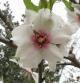 Almendro en flor
