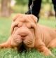 Shar Pei