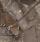 El inquietante rescate de un leopardo con malas pulgas que había caído en un pozo de 15 metros