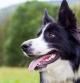 Ejemplar de Border Collie
