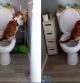 Pillan a este gato utilizando el baño como si fuera un humano y lo convierten en viral