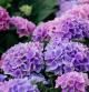 Hortensia
