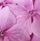 Flores de hortensia