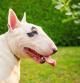 Bull Terrier blanco