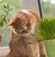 Gato con un planta de interior a su alcance