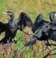 Pareja de cormoranes secando las alas al sol en el río Ter.