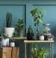 Plantas de interior