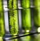 Biocombustible de algas