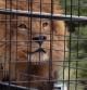Tras el vallado, los leones disponen de una gran extensión de terreno donde recuperan el contacto con la naturaleza tras una vida pasada en carromatos de circo o en otros lugares inadecuados, algunos llegan con serios probleas de salud.