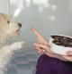 Perro pidiendo chocolate
