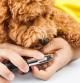Cortando uñas a un perro