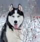 Husky Siberiano