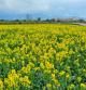 Campo de colza primaveral en El Far d'Empordà.