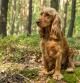 Cocker Spaniel