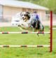 Perro en una competición de agility