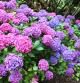 Hortensias de varios colores