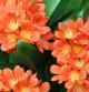 Flores de la Clivia